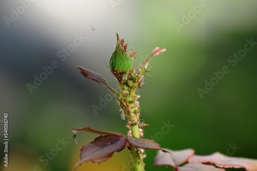 a rosebud full of plant lice