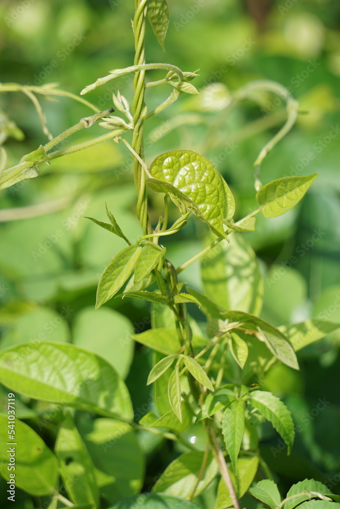 Paederia foetida (Also called skunkvine, stinkvine, gembrot, sembukan, Chinese fever vine) in the garden. This plant has special aroma and Indonesian often use it as steam food Paederia foetida (Also called skunkvine, stinkvine, gembrot, sembukan, Chinese fever vine) in the garden. This plant has special aroma and Indonesian often use it as steam food
