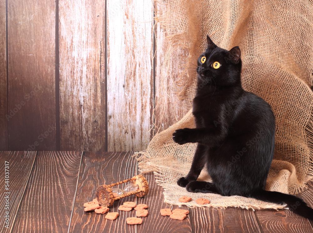 still life in Gothic Halloween style. Black cat, runes, hourglass with ...