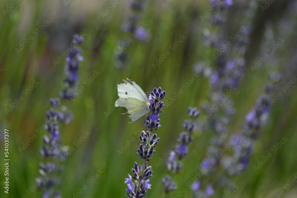 white butterfly on purple lavender flower white butterfly on purple lavender flower