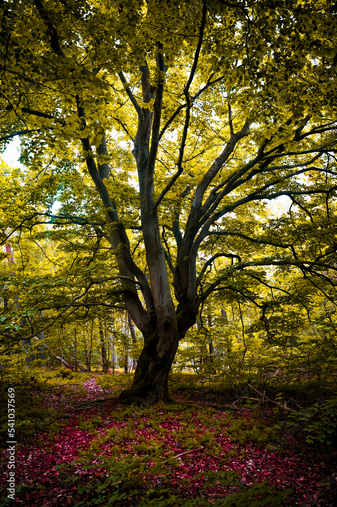 A tree in the  fairytale forest