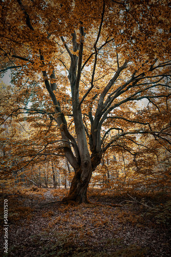 Old gnarled tree in autumn colors