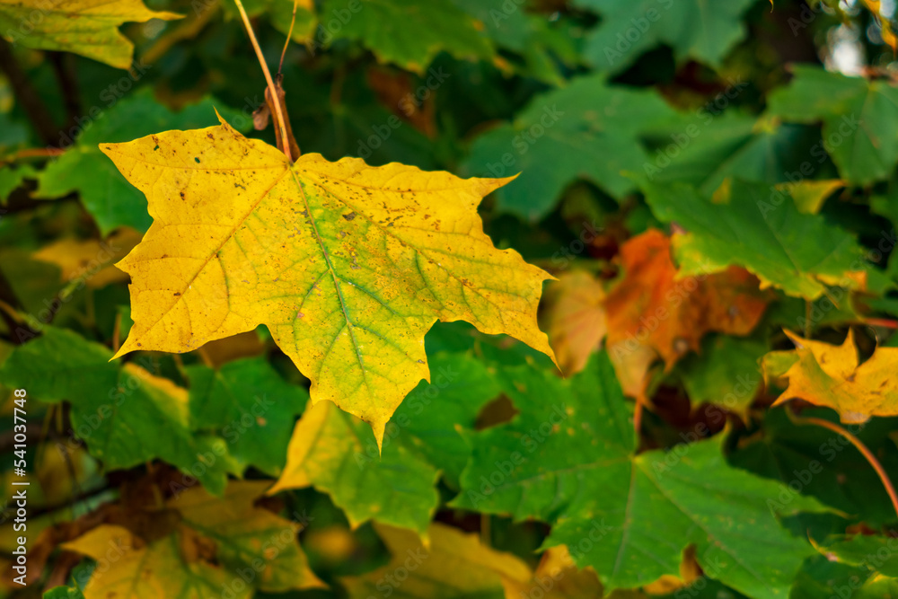 Trees and leaves in the fall with backlit
Trees and leaves in the fall with backlit