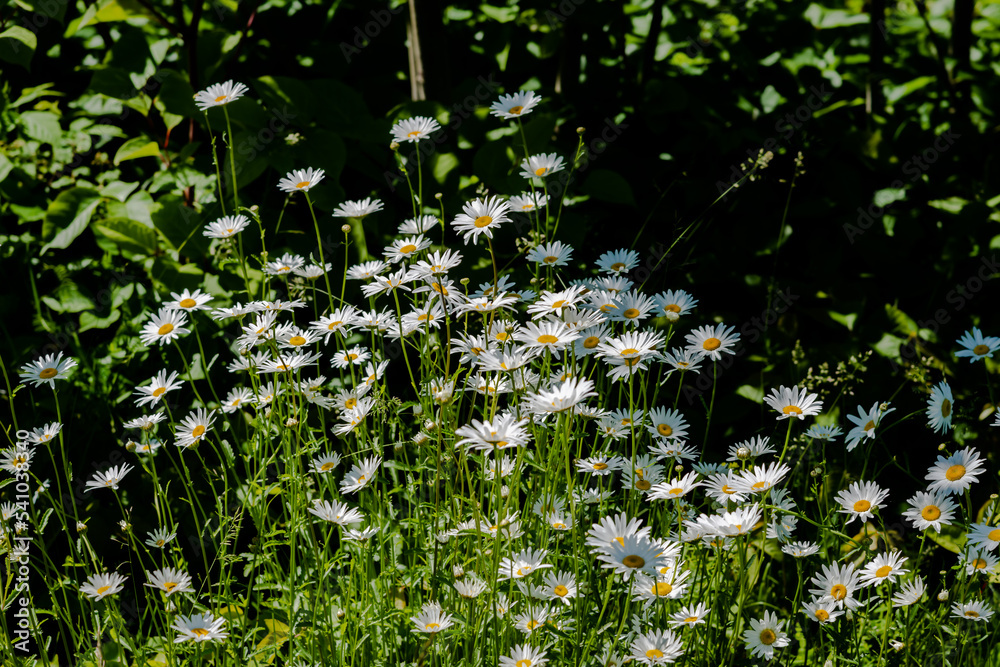 Meadow plants and flowers in the summer 