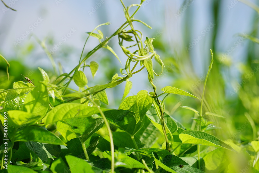 Naklejka premium Paederia foetida (Also called skunkvine, stinkvine, gembrot, sembukan, Chinese fever vine) in the garden. This plant has special aroma and Indonesian often use it as steam food
