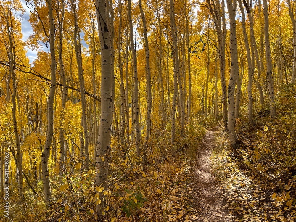 Obraz premium Fall Trail