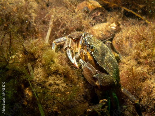 A close-up picture of a crab among seaweed. Picture from The Sound, between Sweden and Denmark © Dan