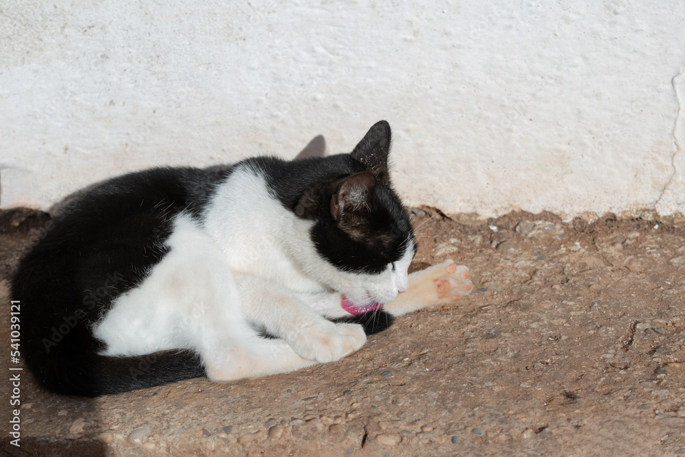 dirty street cat licks his paw while sunbathing lying on the ground