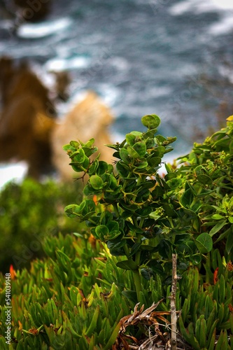 Vertical closeup of Honckenya plant, Honckenya peploides on the shore photo