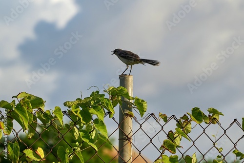 Fototapeta Close-up view of a Northern mockingbird perching on the column of a fence with g
