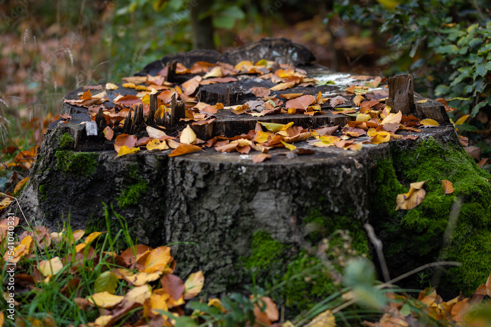 Baumstumpf im Herbst mit Blätter und Pilze Baumstumpf im Herbst mit Blätter und Pilze