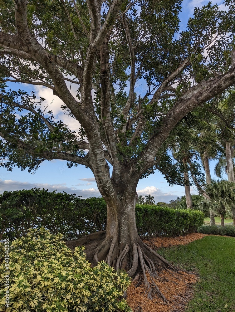 Fototapeta premium Florida Nature