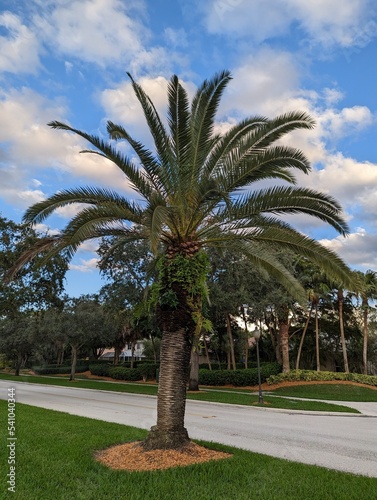Florida Nature