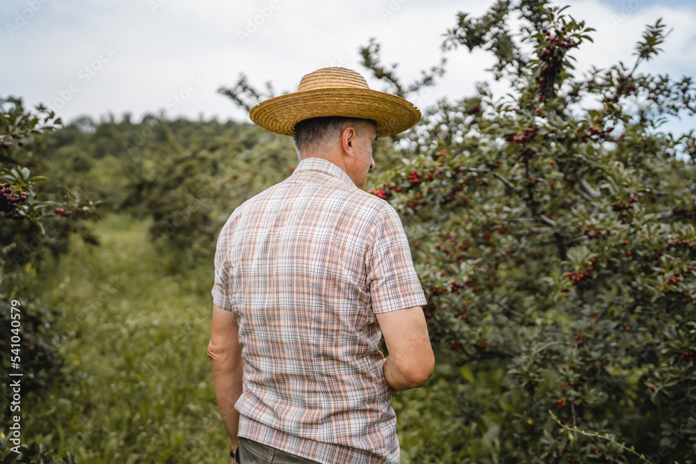 back view of adult senior man farmer male worker in cherry orchard copy space