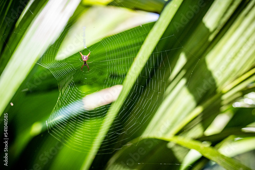 Orb Spider, Costa Rica © Jef