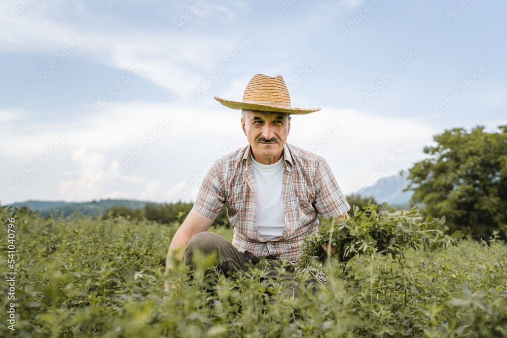 one man senior caucasian farmer checking alfalfa Medicago sativa lucerne plantation in summer day agriculture and farming concept real authentic people copy space
