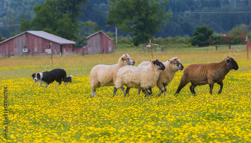 Bild auf Leinwand Border Collie herding sheep in field of yellow Dandelions, red barn in backgrolu