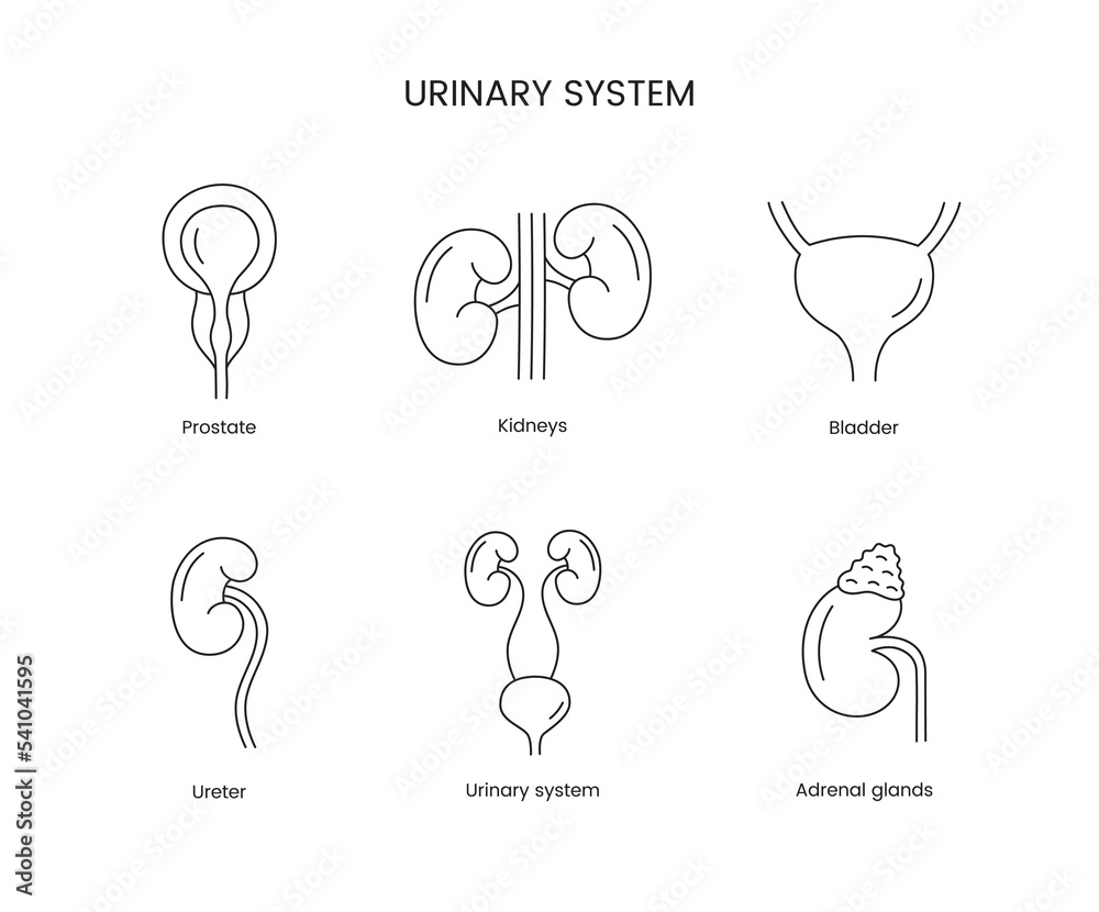 The human urinary system is a set of anatomical line icons in vector, prostate and kidneys, bladder and ureter, adrenal glands. - obrazy, fototapety, plakaty 