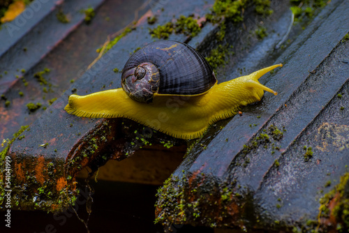 Indrella ampulla is a beautiful yellow wet snail which is moving slowly on the damaged roof.