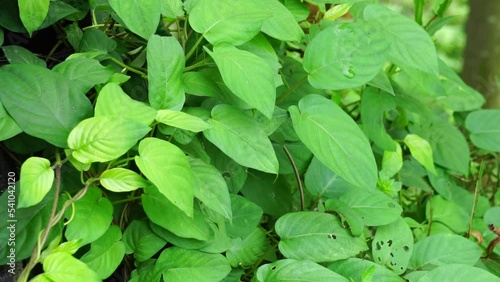 Paederia foetida (Also called skunkvine, stinkvine, gembrot, sembukan, Chinese fever vine) in the garden. This plant has special aroma and Indonesian often use it as steam food photo