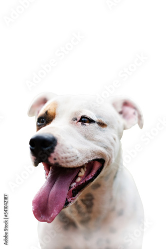 portrait of a Staffordshire bull terrier facing camera smiling with tongue out