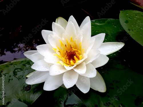 Beautiful white waterlily with green leaves in the pond