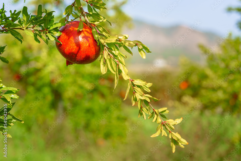 Beautiful red fresh pomegranate hanging from a branch against a green background