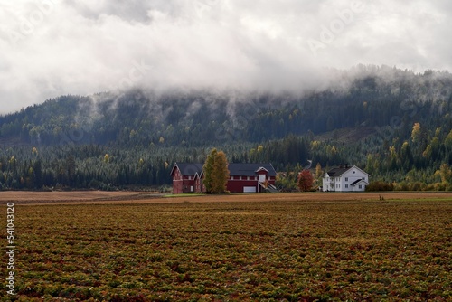 Traditional farm buildings with strawberry fields surrounded by pine forests near lake Kroderen photo