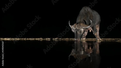 African Buffalo visiting a water hole at night in South Africa