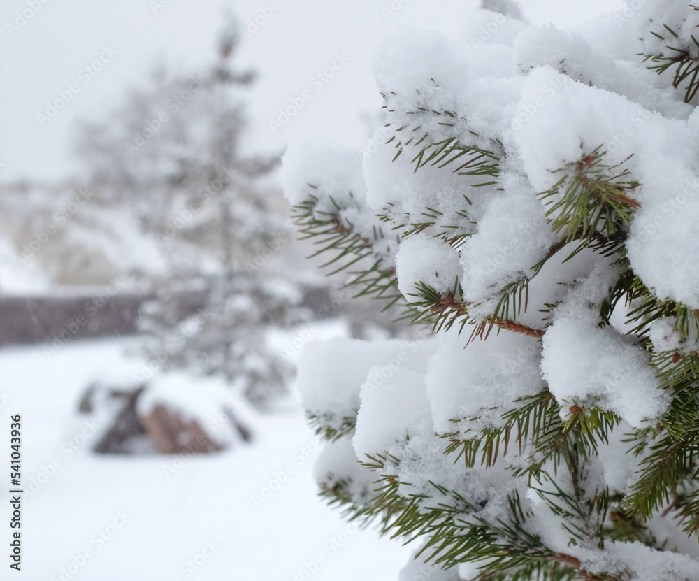 Winter snowy day. Pine branches are covered with snow, in the background trees and snow are out of focus. Copy space