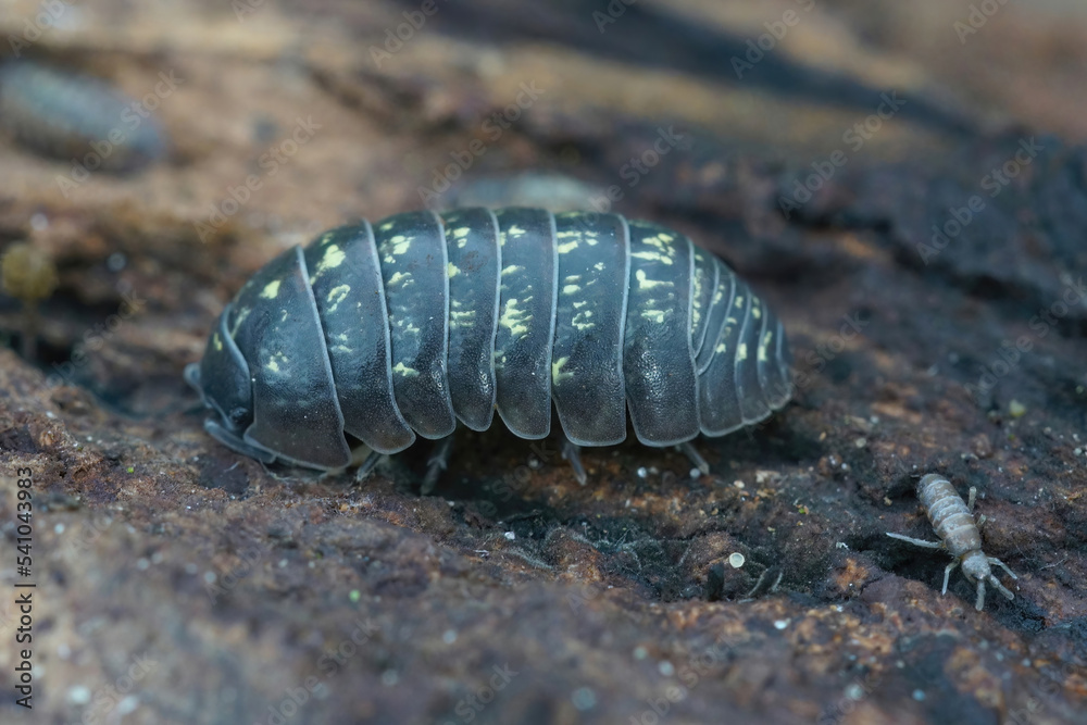 Closeup on common pill-bug woodlice, common pill-bug, Armadillidium vulgare, sitting on wood