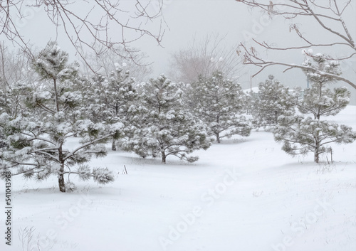 Snowy forest. Snowing. Forest path. Landscape. All the trees are covered with snow. Forest