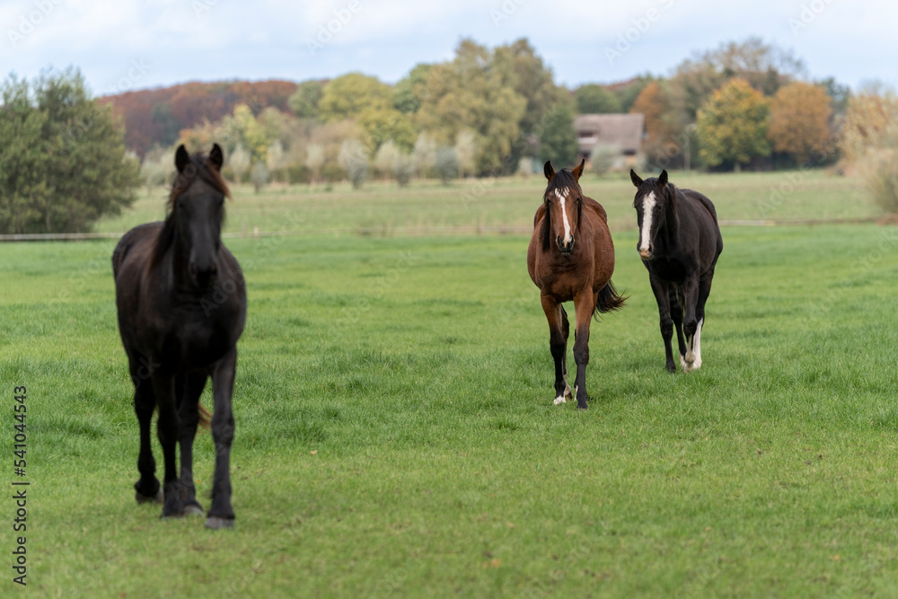 Three horses in a field meadow with fresh grass Three horses in a field meadow with fresh grass