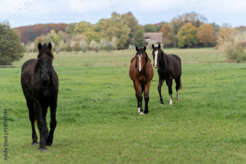 Three horses in a field meadow with fresh grass