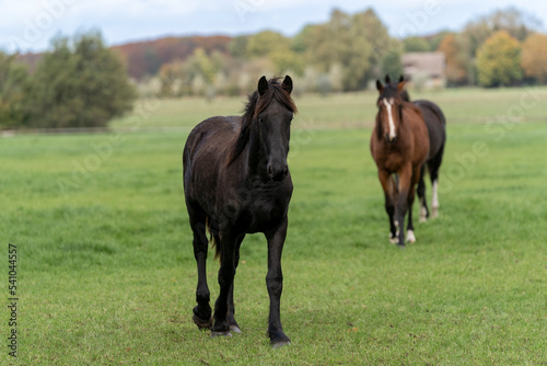 Three horses in a field meadow with fresh grass