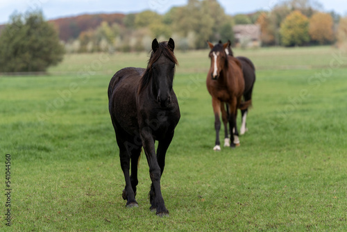 Three horses in a field meadow with fresh grass © PIC by Femke