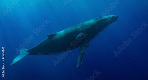 Humpback whale in the ocean © Sabine