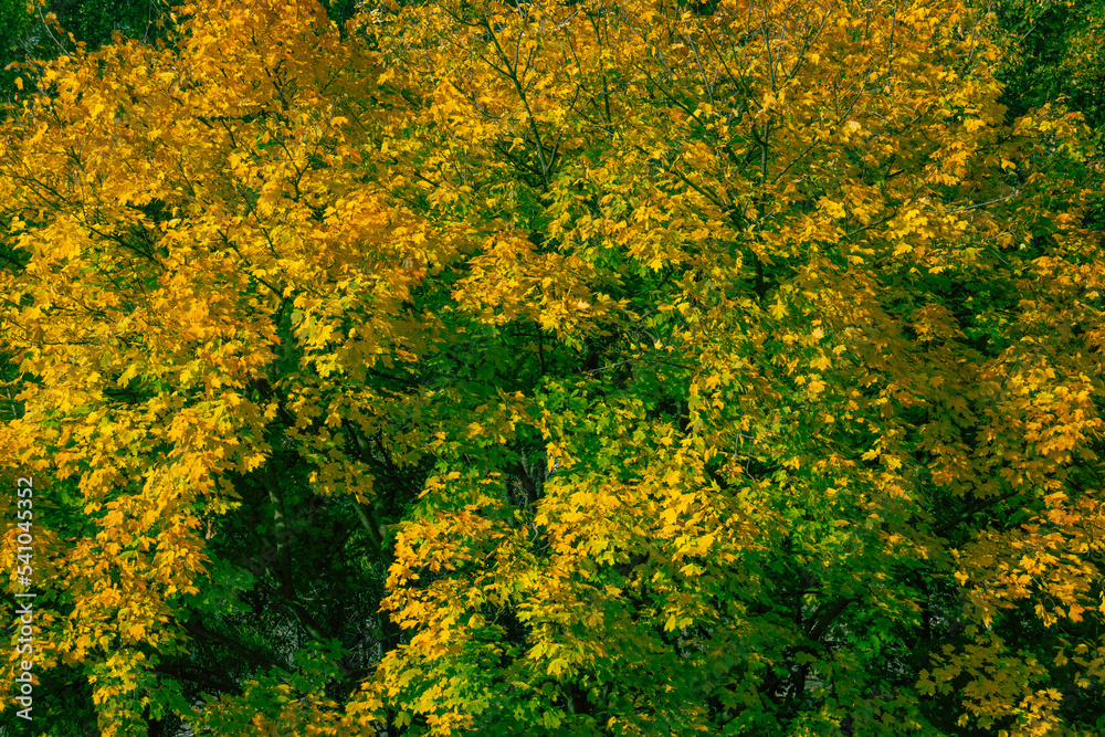 Image of yellow and still green leaves on the trees in autumn.