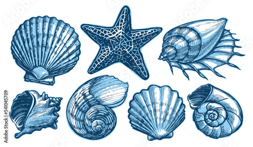 Sea shells and starfish set. Marine concept. Underwater nature aquatic, undersea world collection vector illustration