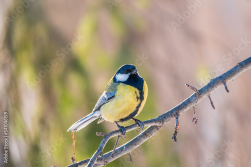 Cute bird Great tit, songbird sitting on a branch without leaves in the autumn or winter. © Dmitrii Potashkin