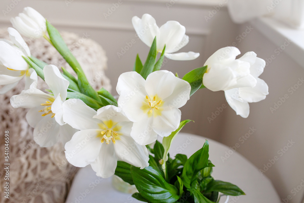 White tulips indoor. Beautiful post card