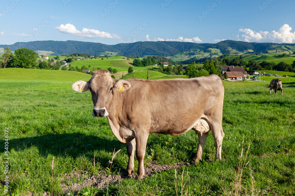 Cow in pasture on alpine meadow