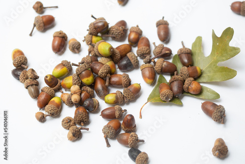 Acorns with oak leaf