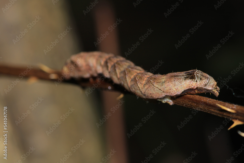 Fototapeta premium meadow caterpillar insect macro photo