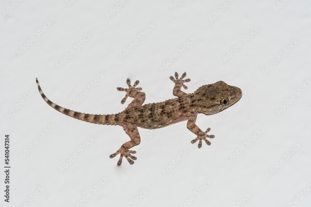 Naklejka premium Small gecko on the house wall