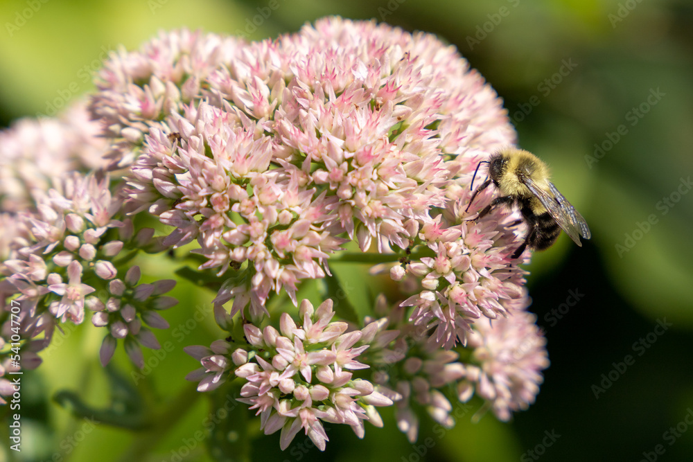 Common Eastern Bumble Bee (Bombus Impatiens) on Sedum Flowers Common Eastern Bumble Bee (Bombus Impatiens) on Sedum Flowers