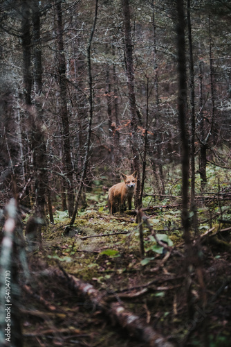 Fox in the woods