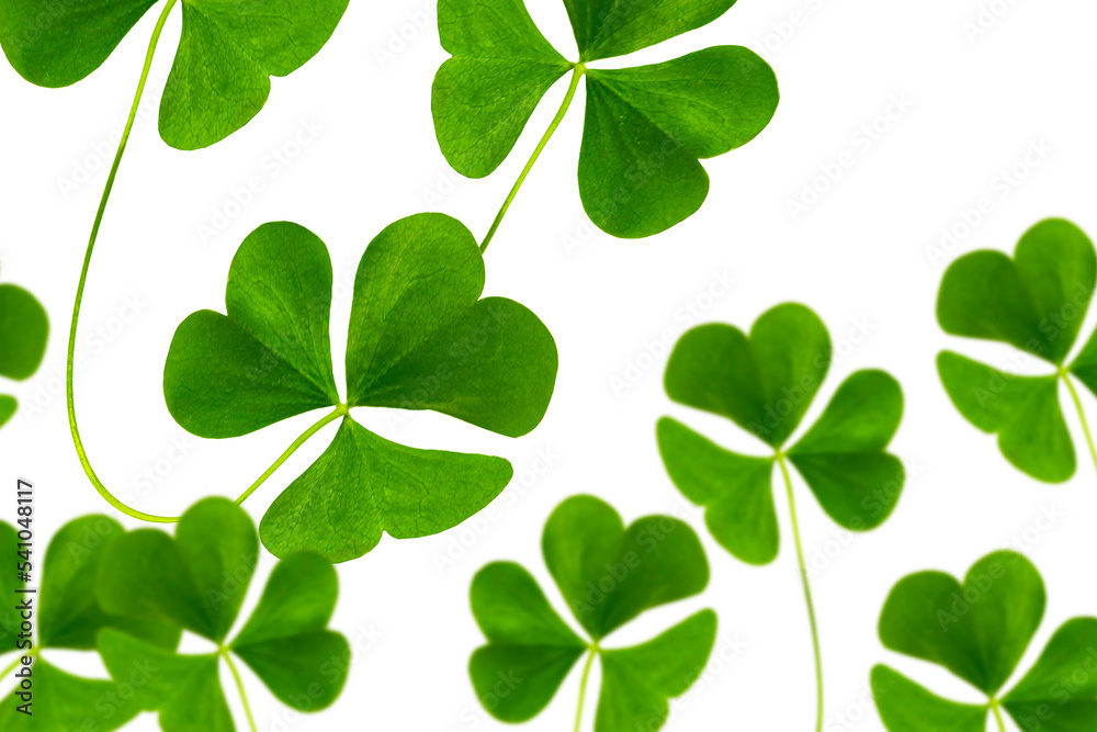 green clover leaves isolated on white background. St.Patrick 's Day