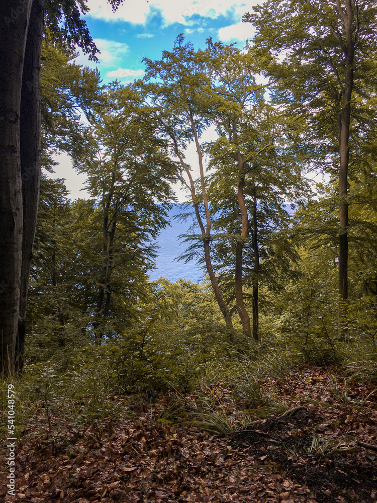 trees with view on the see