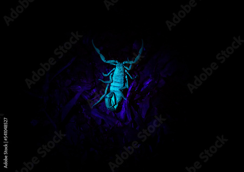 scorpion in UV light © Hodossy